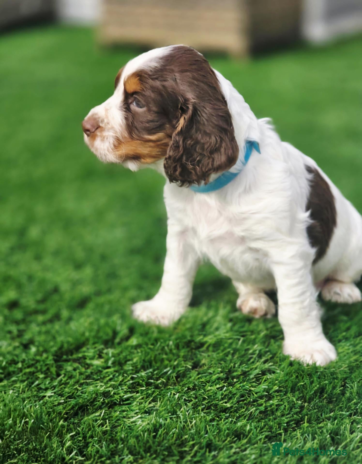 Cocker Spaniel dogs Kc registered tri color working cocker spaniels - Advert 1