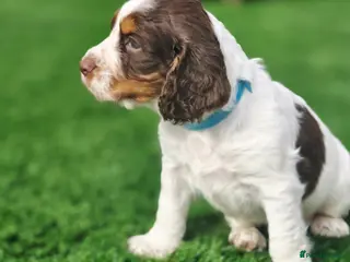 Cocker Spaniel dogs Kc registered tri colour working cocker spaniels - Advert 10