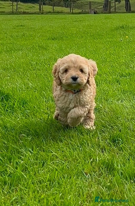 Cockapoo dogs Cockapoo puppies (F1 toy American) - Advert 1