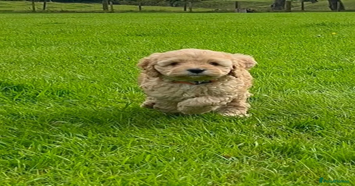 Cockapoo Puppies for sale in Maybole, South Ayrshire | Pets4Homes