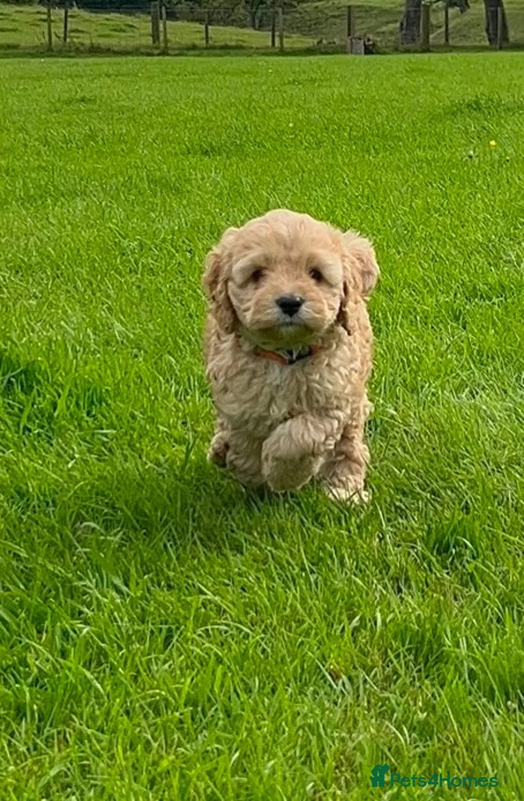 Cockapoo dogs for sale: Delightful cockapoo pups - Advert 1