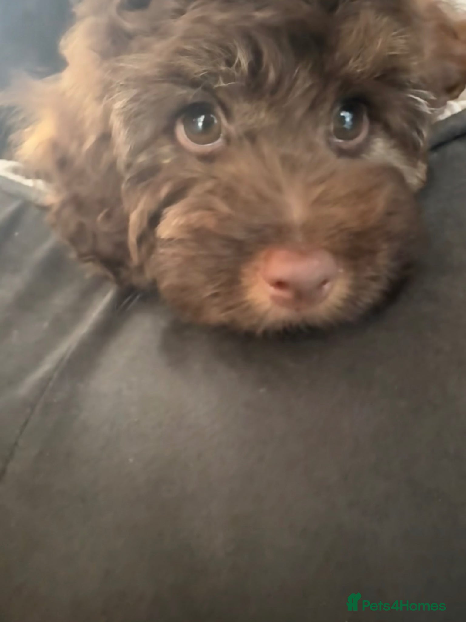 Mixed Breed dogs  Ready to go Cavapoo/Cockapoo pups £1650 OVNO  - Advert 2