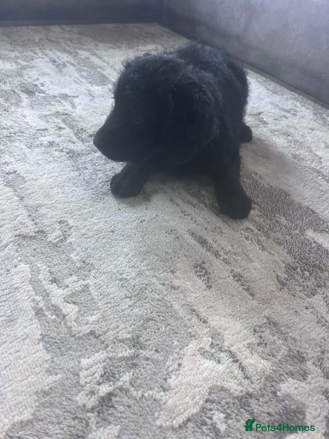 Labradoodle dogs for sale: Miniasture f1 merel labradoodle - Image 6