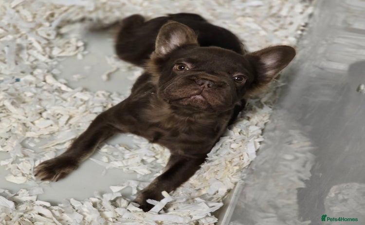 French Bulldog dogs - Advert 3