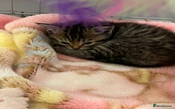Mixed Breed cats for sale: Exotic cross kittens  - Image 2