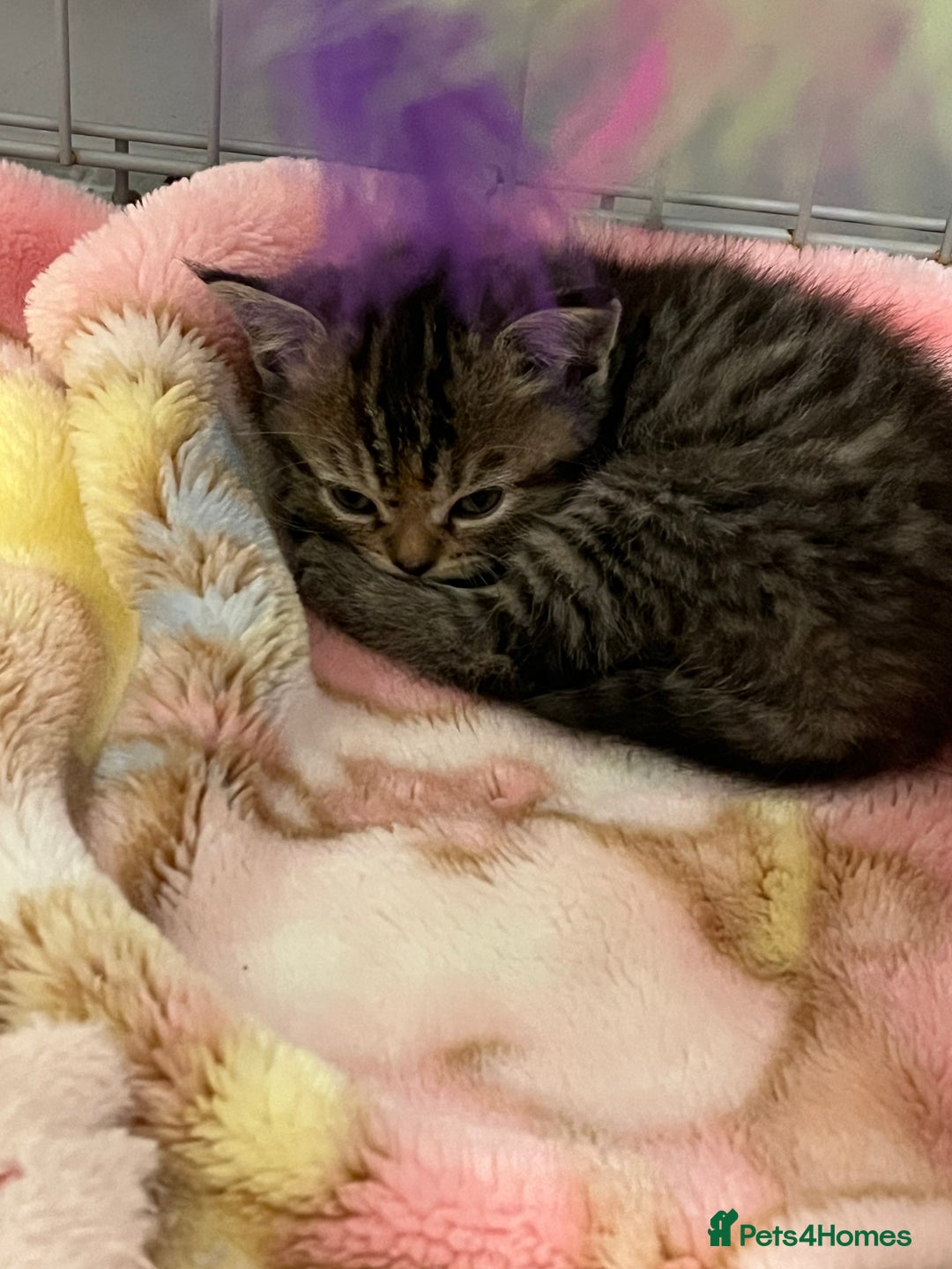Mixed Breed cats for sale: Exotic cross kittens  - Image 2