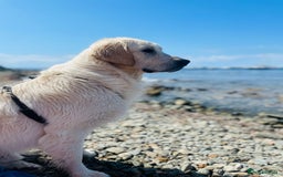 Golden Retriever dogs for stud: KC English Cream Golden Retriever Stud - Image 19