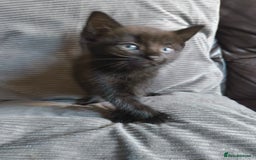 Mixed Breed cats for sale: I have 4 kittens  - Image 8