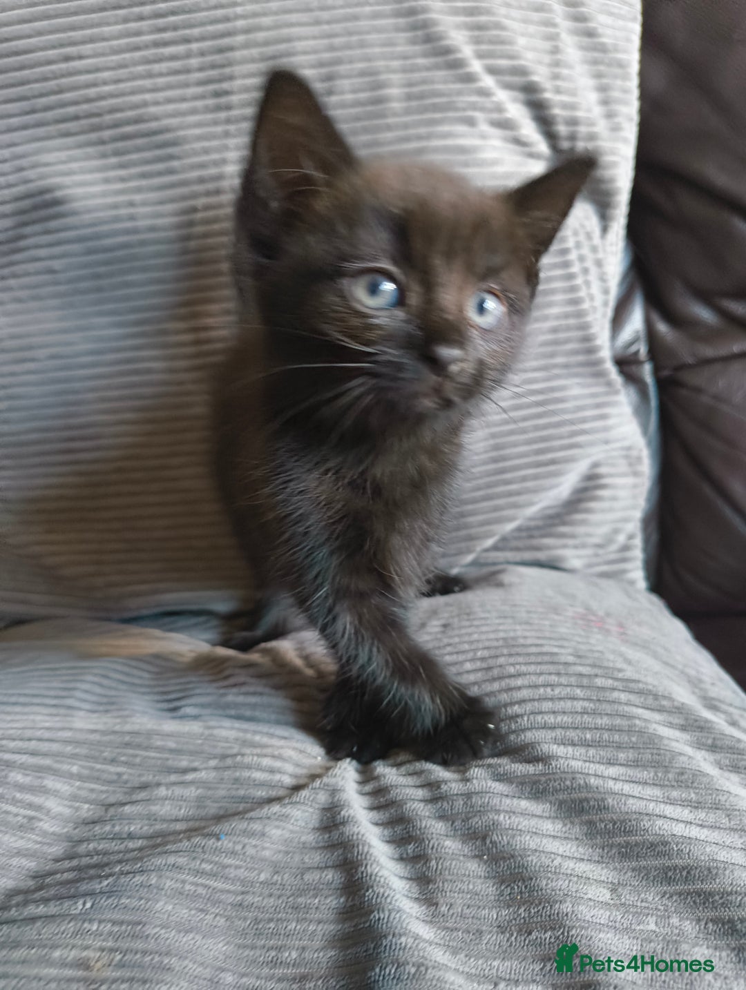 Mixed Breed cats for sale: I have 4 kittens  - Image 8