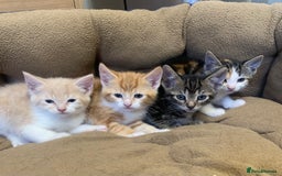 British Shorthair cats for sale: 2 X BOY KITTENS, READY NOW!! 8 WEEKS OLD, - Image 4
