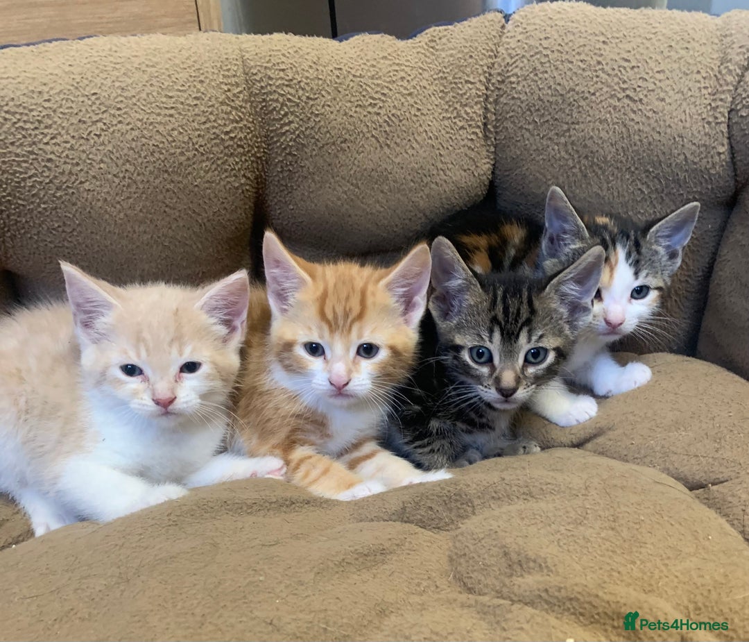 British Shorthair cats for sale: 2 X BOY KITTENS, READY NOW!! 8 WEEKS OLD, - Image 4