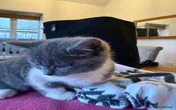 Domestic Shorthair cats for sale: 🤩🤩 6 beautiful babies 🤩🤩 - Image 11