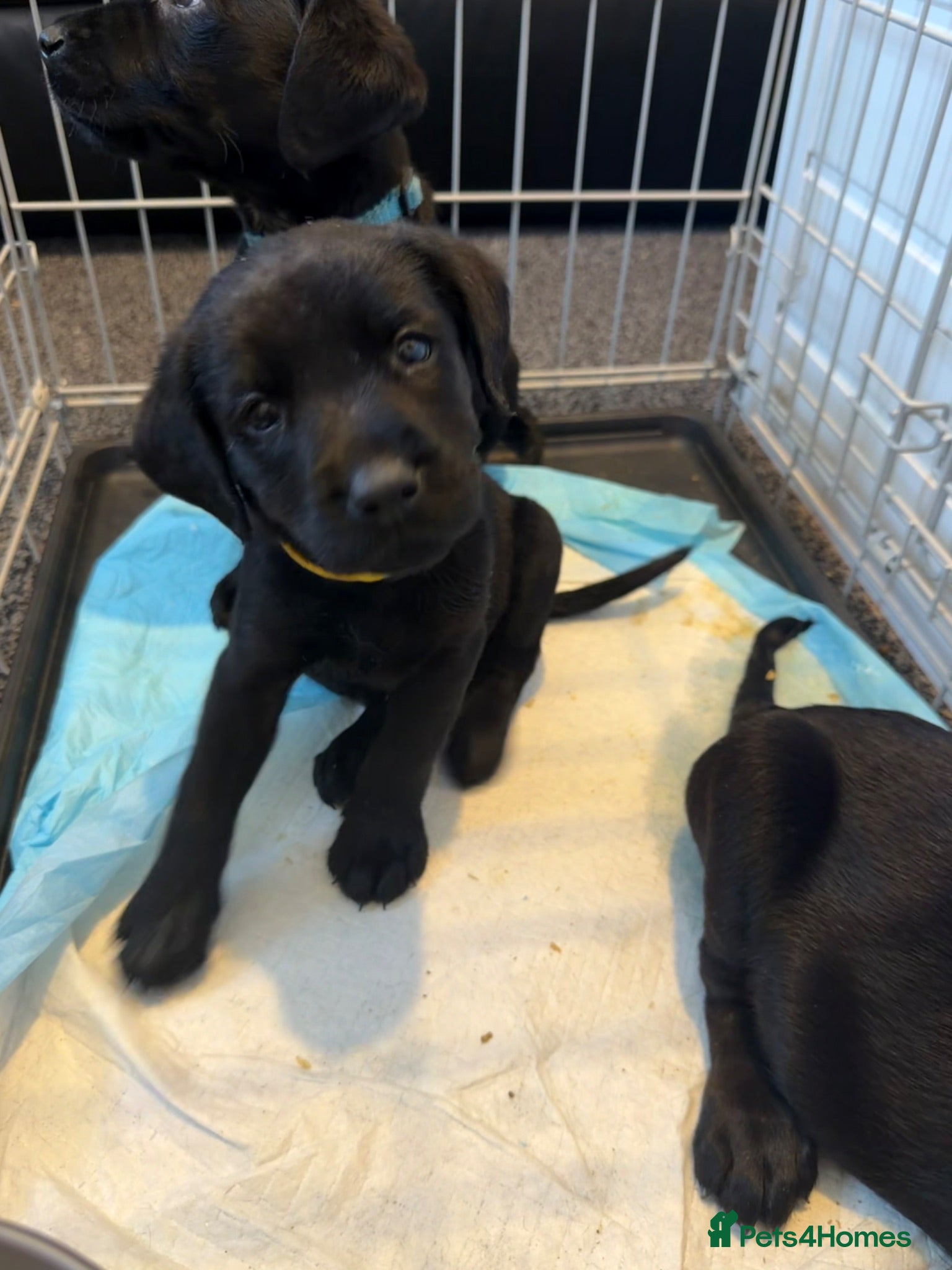 Labrador Retriever dogs Pedigree Black Labrador pups 3 boys and 1  girl - Advert 2