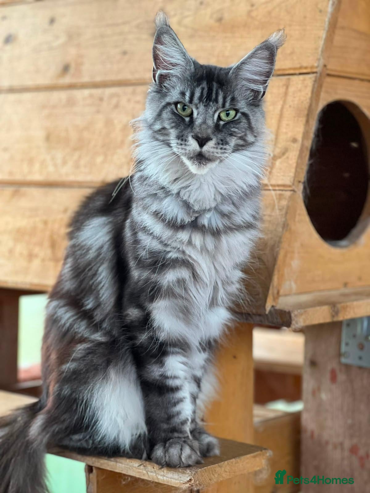 Maine Coon cats Pedigree Maine Coon Kittens WCF Registered  - Advert 4
