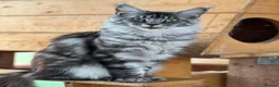 Maine Coon cats for sale: Pedigree Maine Coon Kittens WCF Registered  - Advert 1