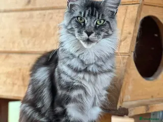 Maine Coon cats Pedigree Maine Coon Kittens WCF Registered - Advert 4