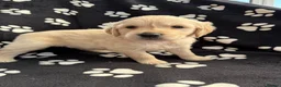 Golden Retriever dogs for sale: Kennel Club Health Tested Golden Retriever Puppies - Advert 22