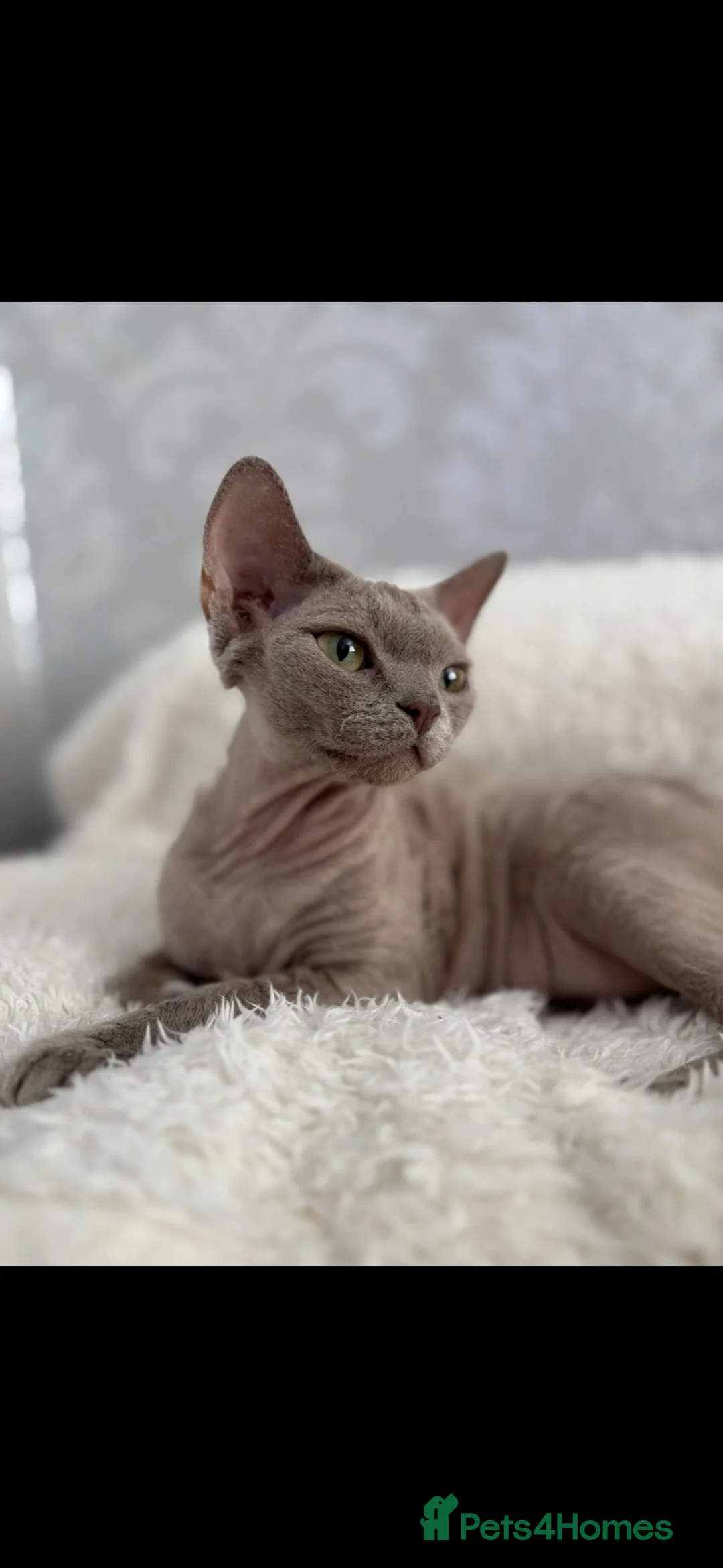Devon Rex cats for sale: TICA Registered Devon Rex Girl - ACTIVE  - Advert 2