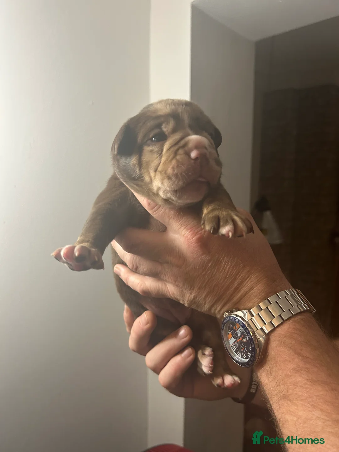 Olde English Bulldogge dogs for sale: 🔥Olde English bulldog puppies 🔥 - Advert 8