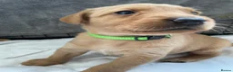 Labrador Retriever dogs for sale: 🦊❤️ GORGEOUS FOX RED LAB PUPPIES 6 GIRLS & 1 BOY! - Advert 19