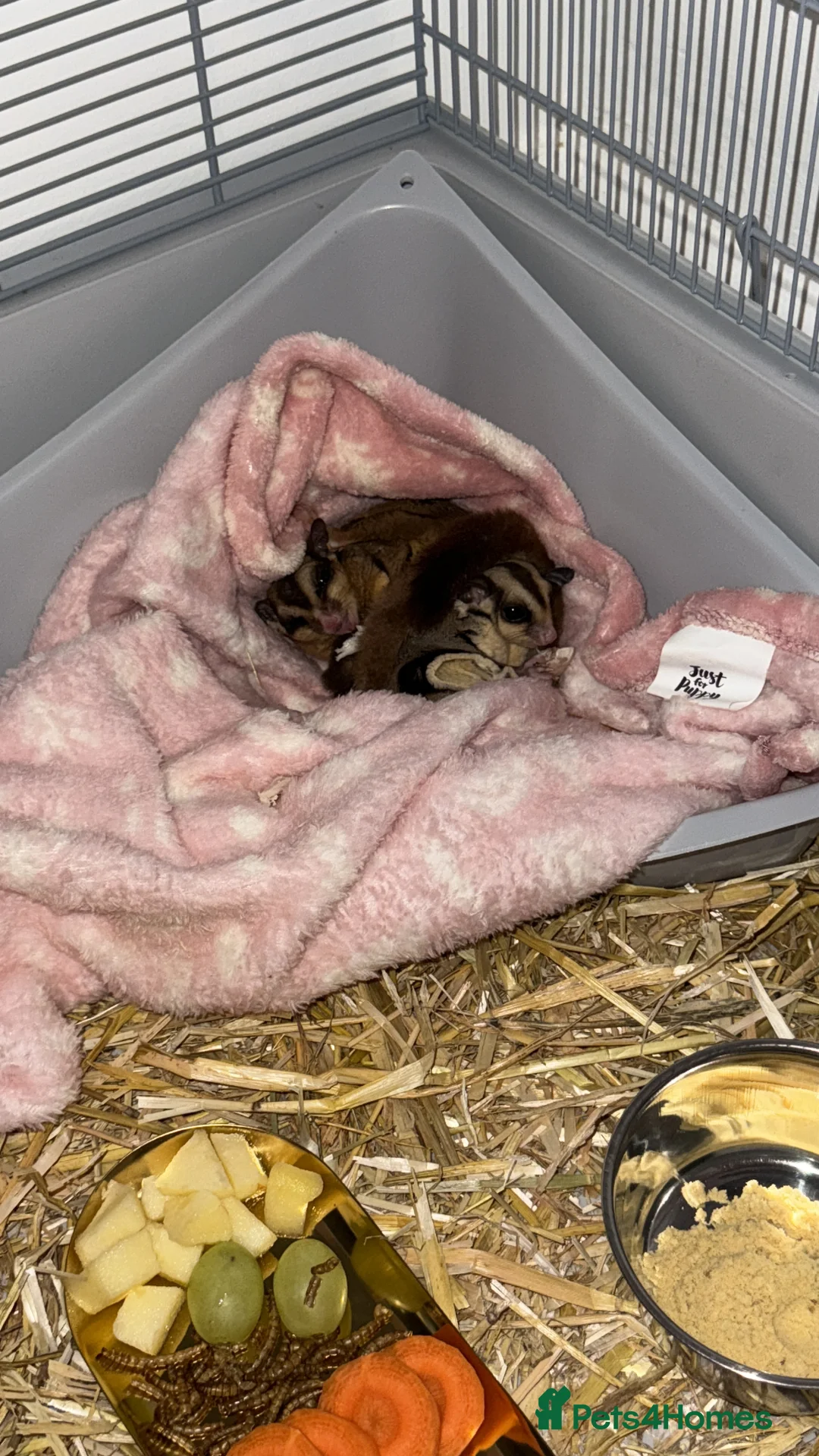 Sugar Glider rodents for sale: Sugar glitter  in Norwich - Advert 2