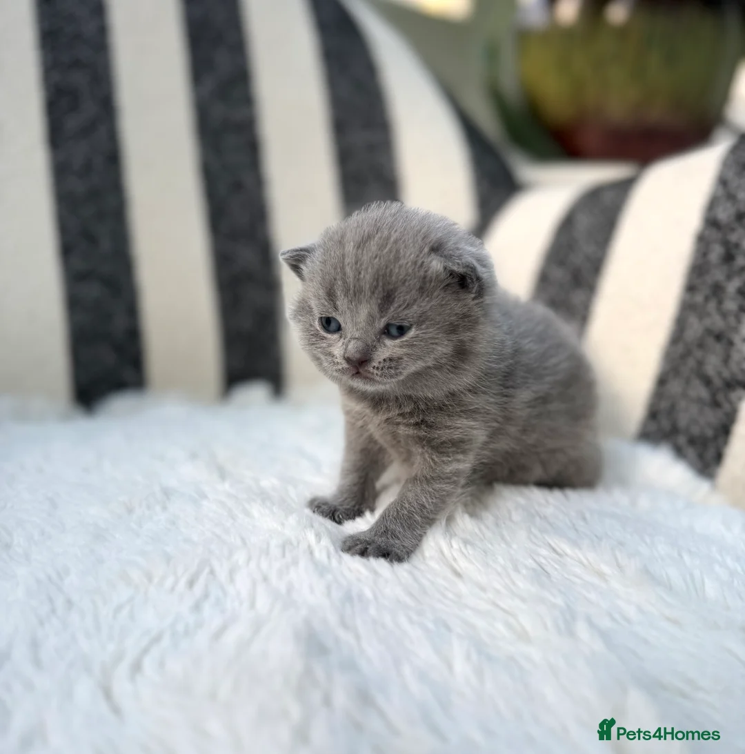 British Shorthair cats for sale: British Shorthair 💝 - Advert 8