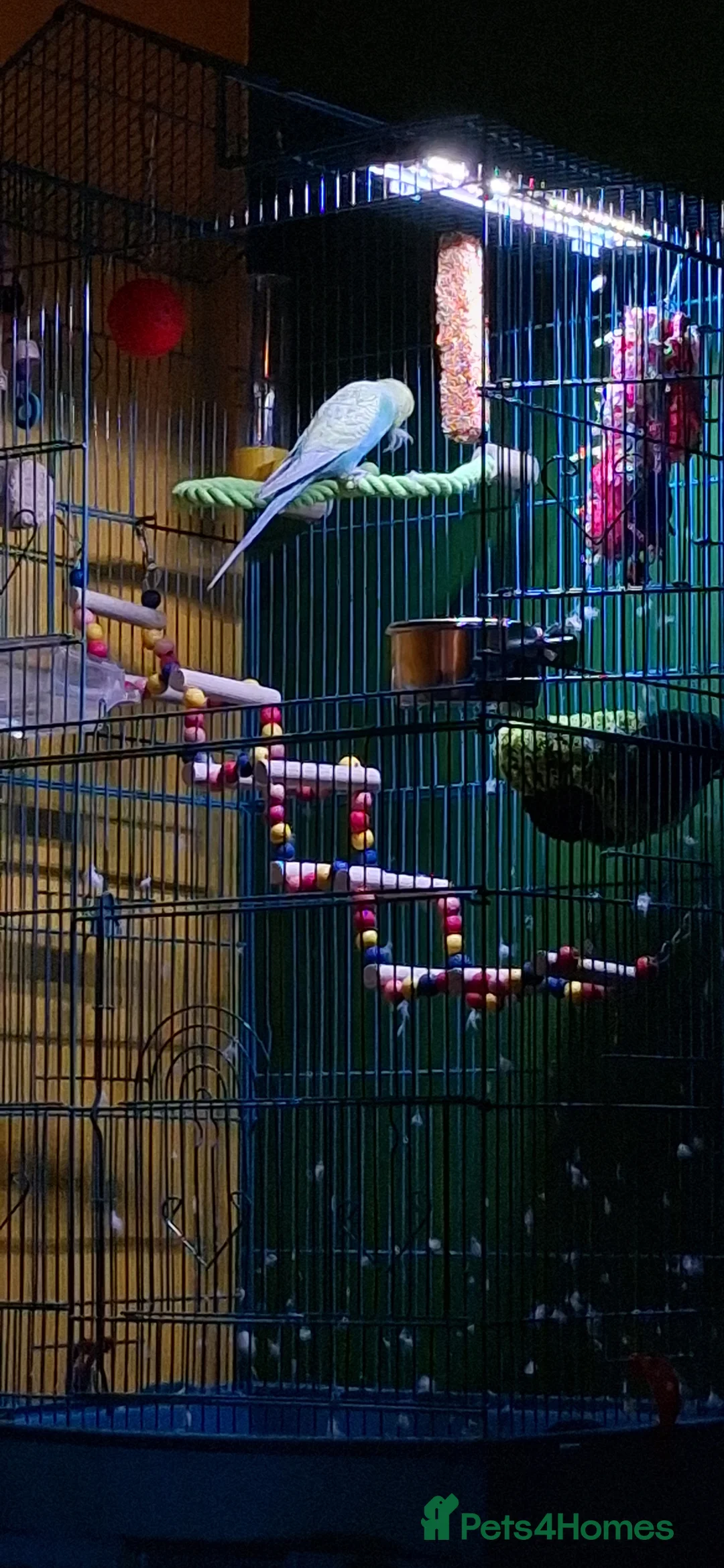 Budgerigars birds for sale: Budgie for sale  - Advert 5