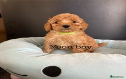 Cockapoo dogs for sale: Cockapoo F1B puppies 🐶Now Ready to leave🐶  - Image 12