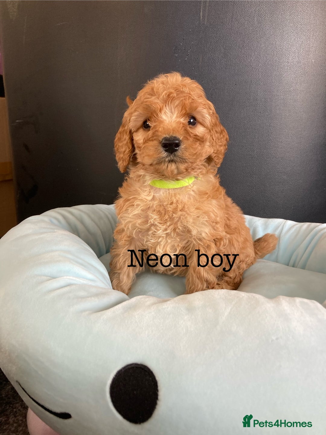 Cockapoo dogs for sale: Cockapoo F1B puppies 🐶Now Ready to leave🐶  - Image 12