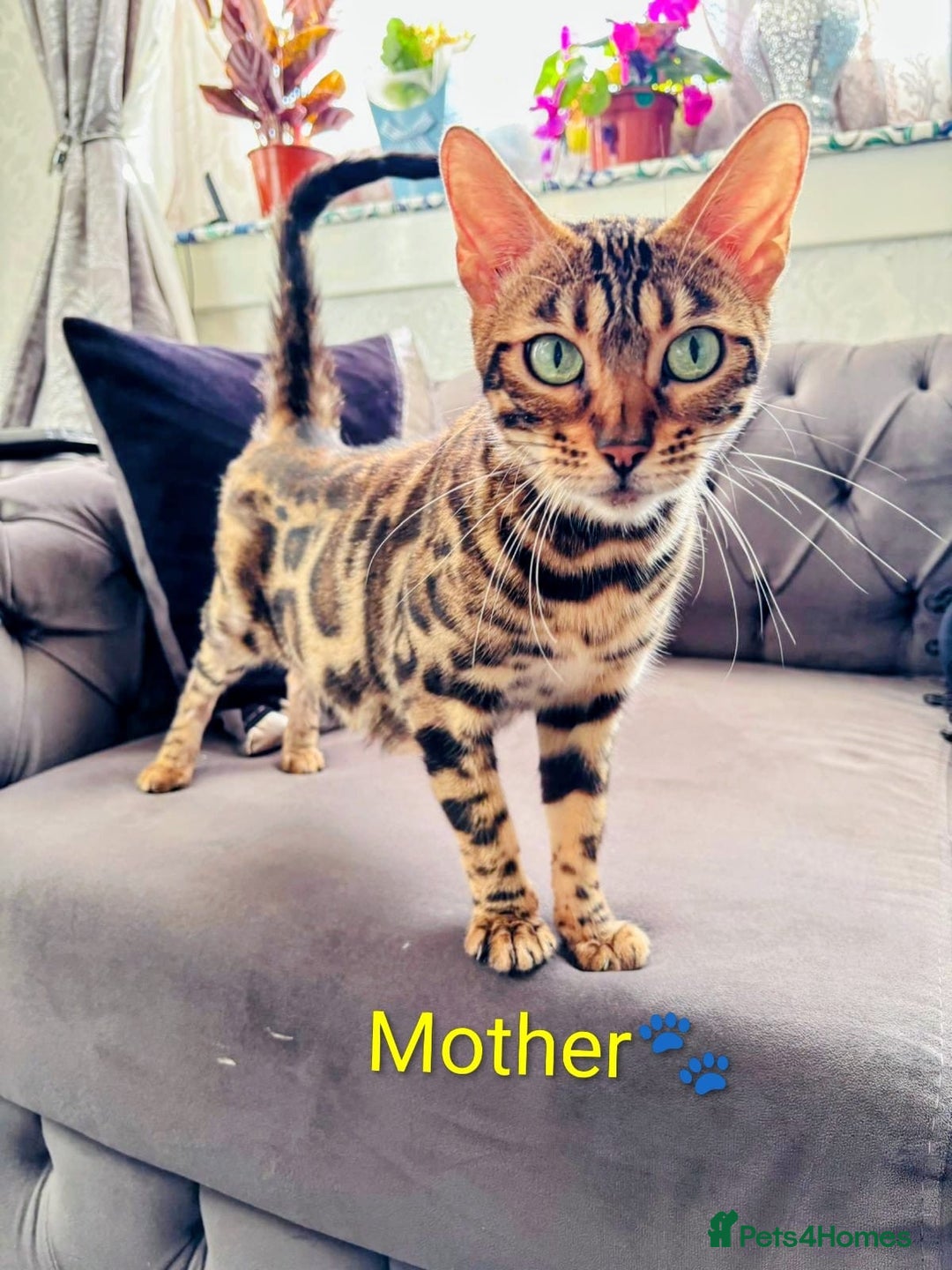 Bengal cats for sale: 🐾***GORGEOUS PURE SNOW BENGAL***🐾 - Advert 2