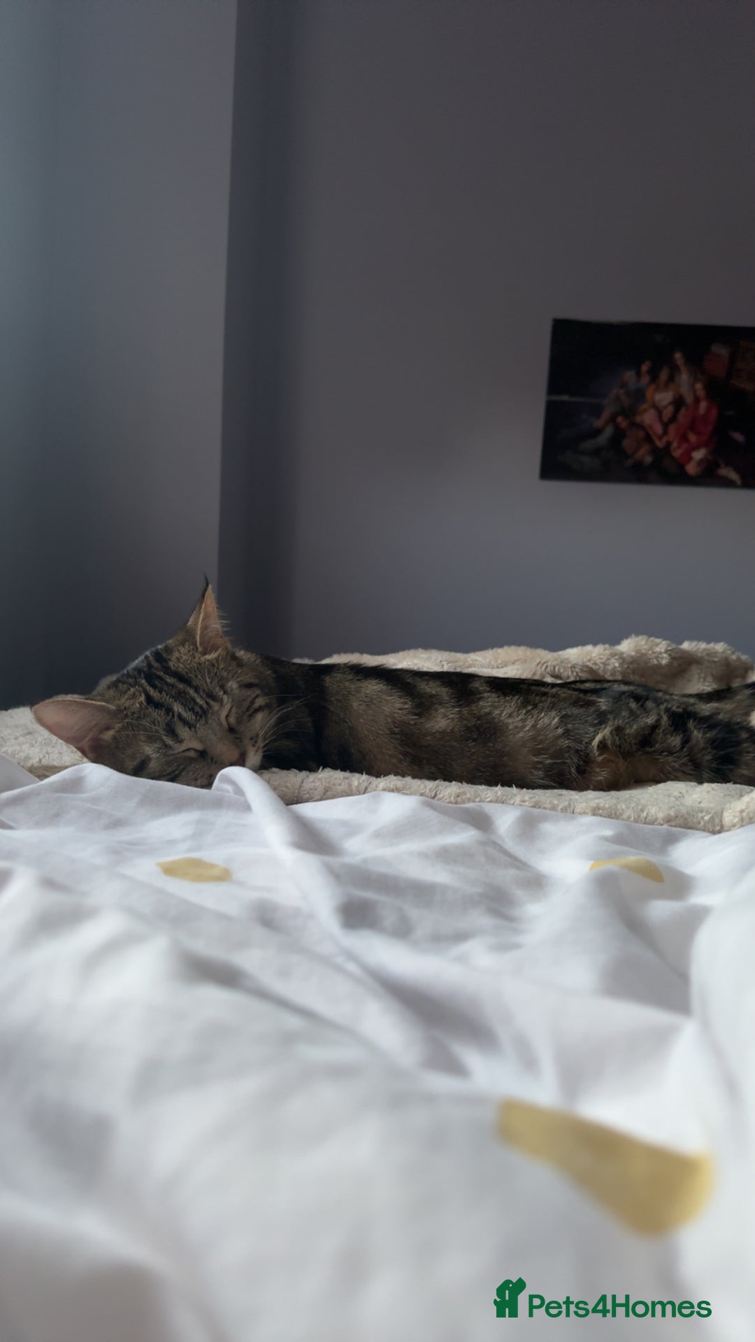 Mixed Breed cats for sale: FREE beautiful tabby urgently needs rehoming - Advert 3