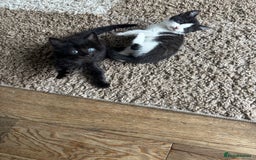 British Shorthair cats for sale: Cute kittens  - Image 8