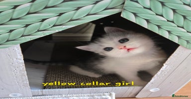 British Shorthair cats - Advert 10