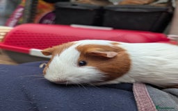 Guinea Pig rodents for sale: Male rescue guinea pig - Image 3