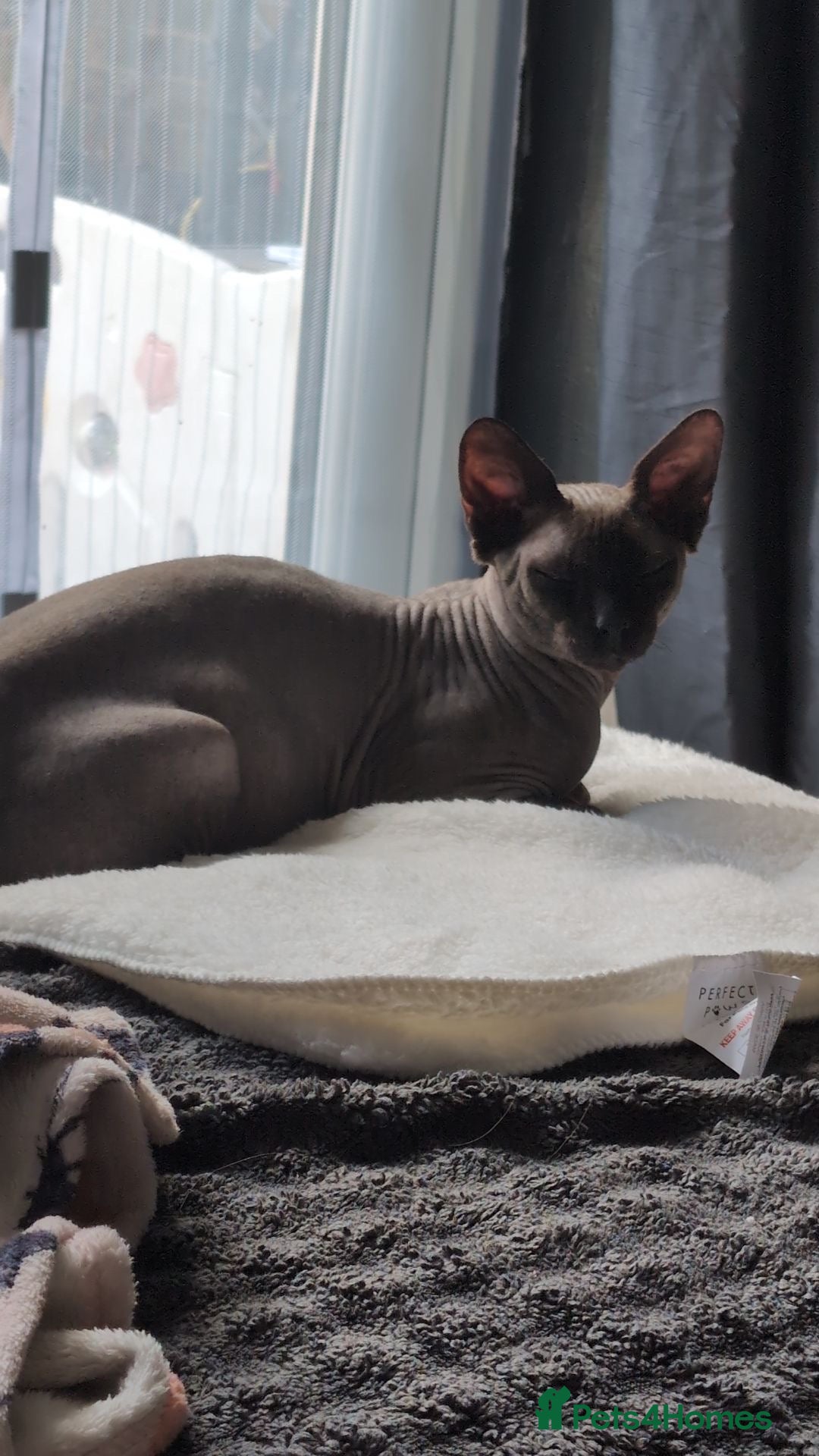 Sphynx cats for sale: Sphyx  - Image 8
