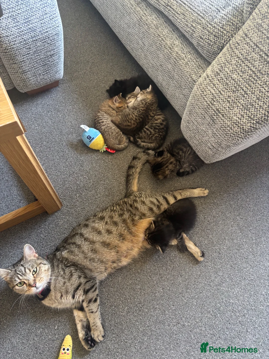 Mixed Breed cats for sale: Kittens  in Crowthorne - Advert 1