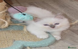 Ragdoll cats for sale: Ragdoll kittens  - Image 5