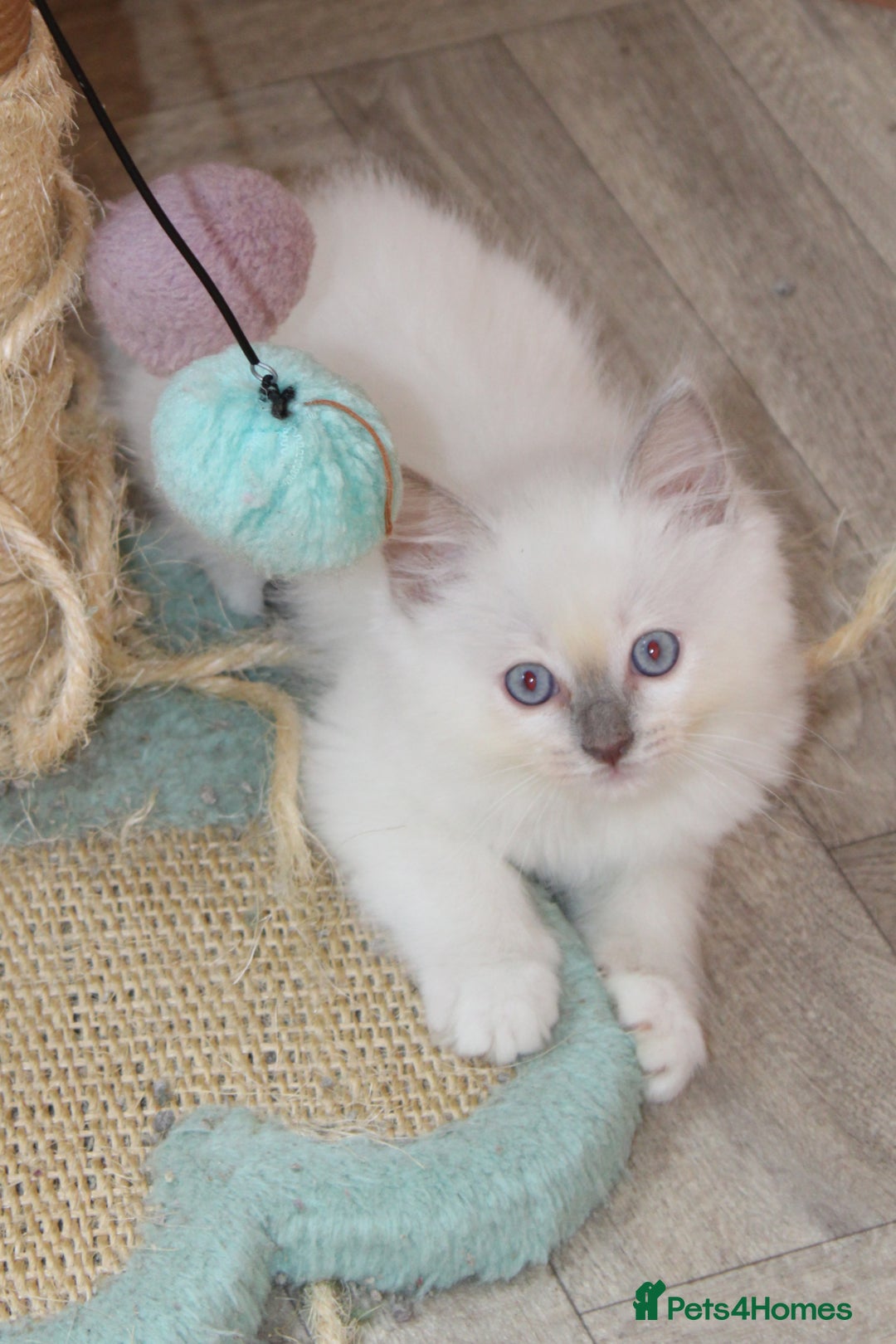 Ragdoll cats for sale: Ragdoll kittens  - Image 5