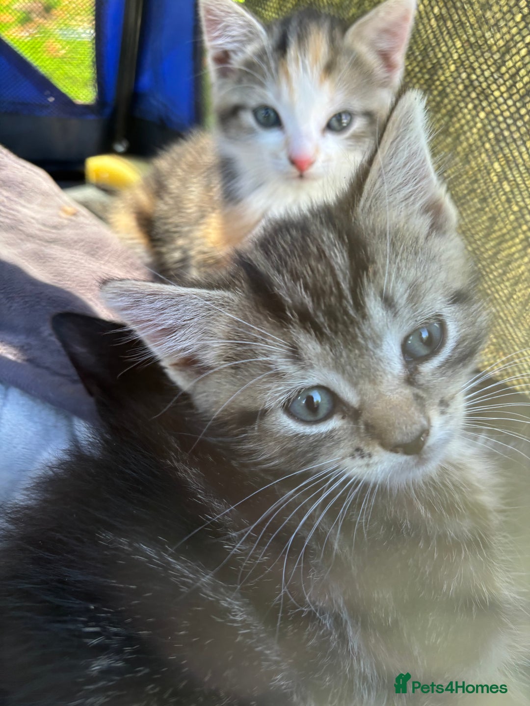 Mixed Breed cats for sale: 3 cute kittens ready for new home - Image 14