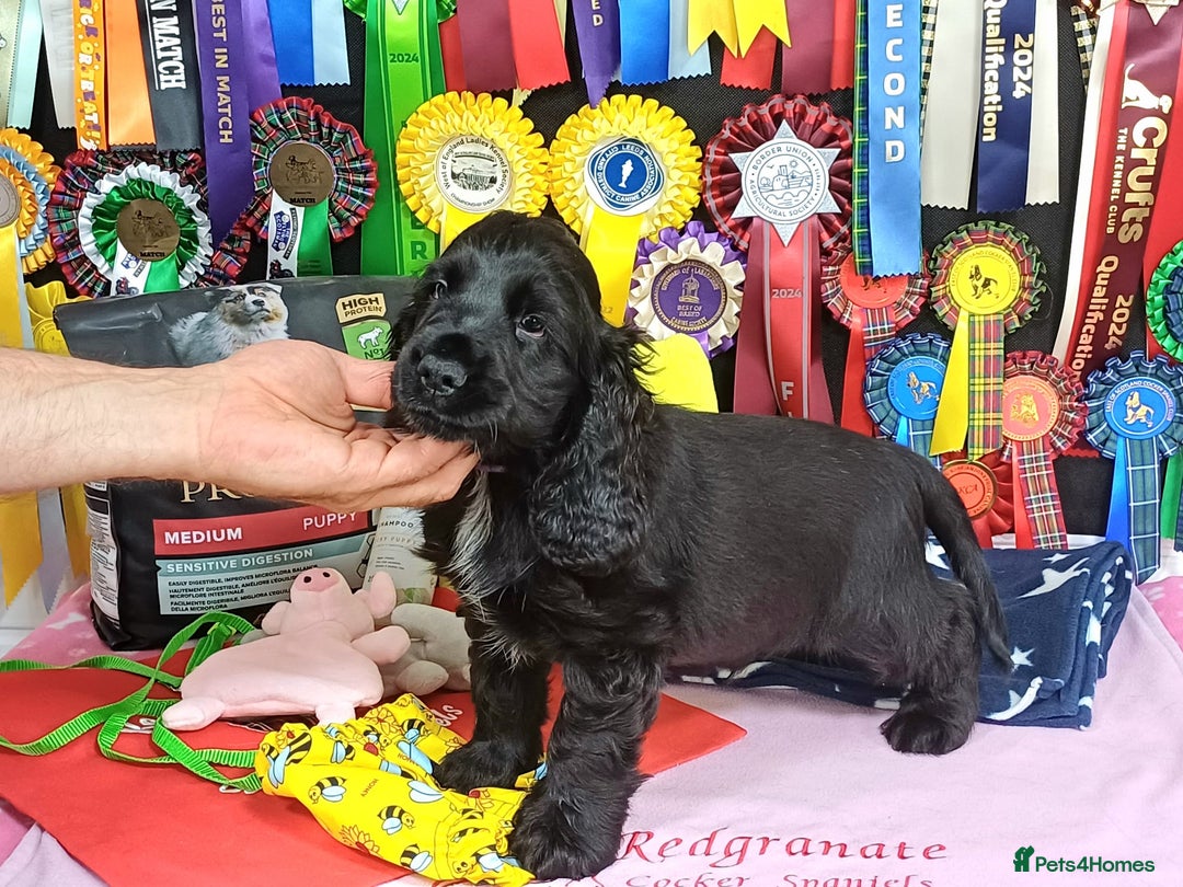 Cocker Spaniel dogs for sale: KC registered Show Cocker Spaniels puppues - Image 9