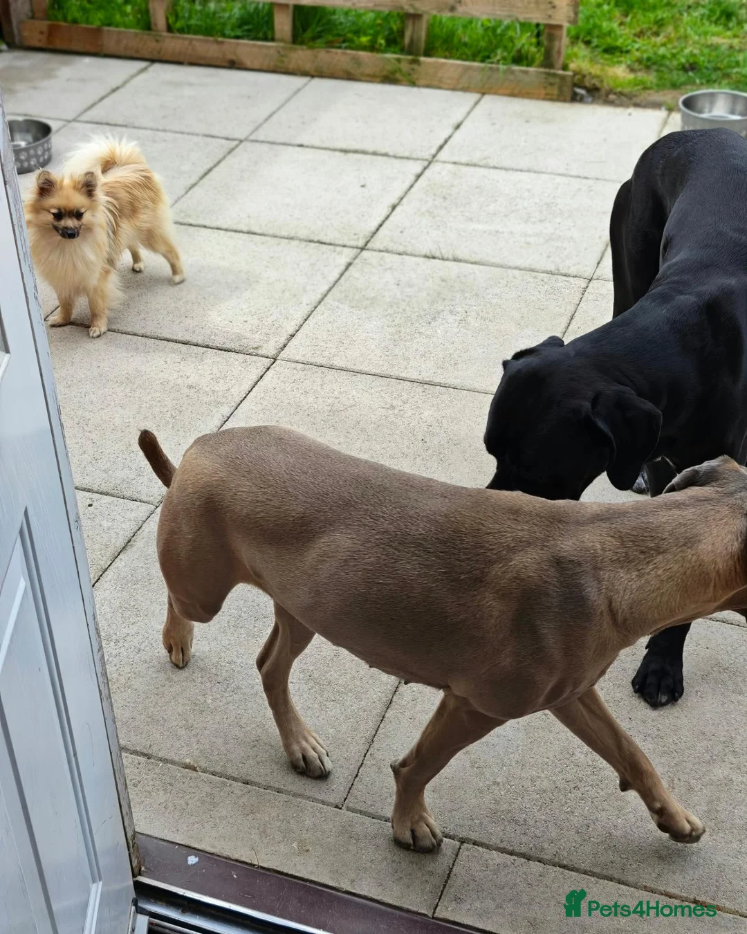 Pomeranian dogs for sale: Pomeranian Rehome - Advert 2