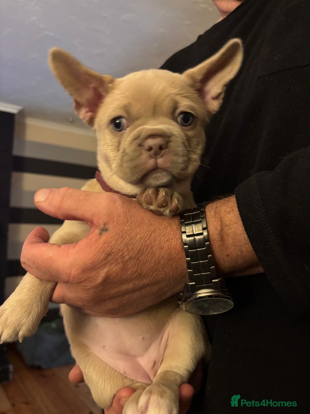 French Bulldog dogs for sale: Healthy and great looking litter. KC registered. - Image 13