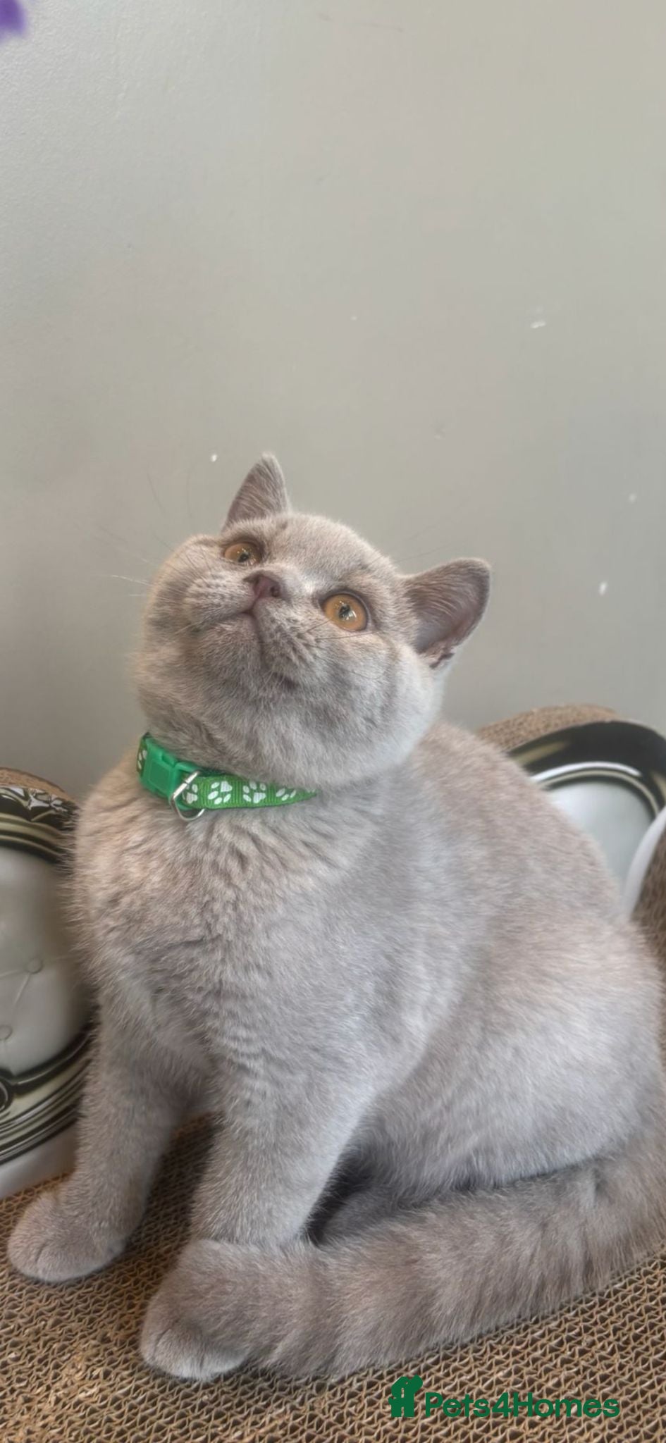 British Shorthair cats GORGEOUS British Short Hair Kittens - Advert 2