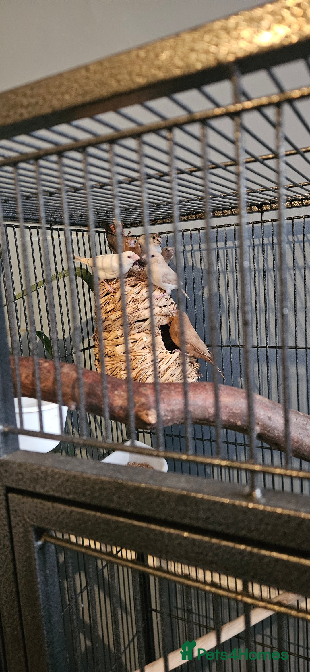 Finches birds for sale: 6 nice coloured silverbills  - Advert 1