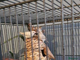 Finches birds 6 nice coloured silverbills - Advert 20