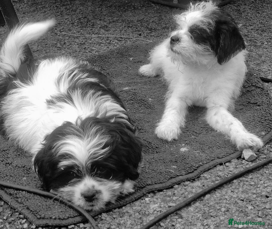 Shihpoo dogs for sale: Shitzu/Poodle  - Image 2