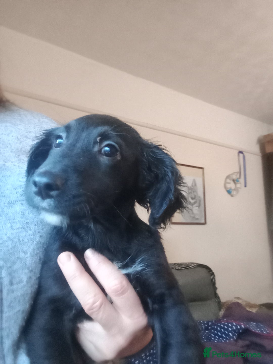 Mixed Breed dogs for sale: Cockapoo x jack Russell DNA health tested clear m - Advert 13