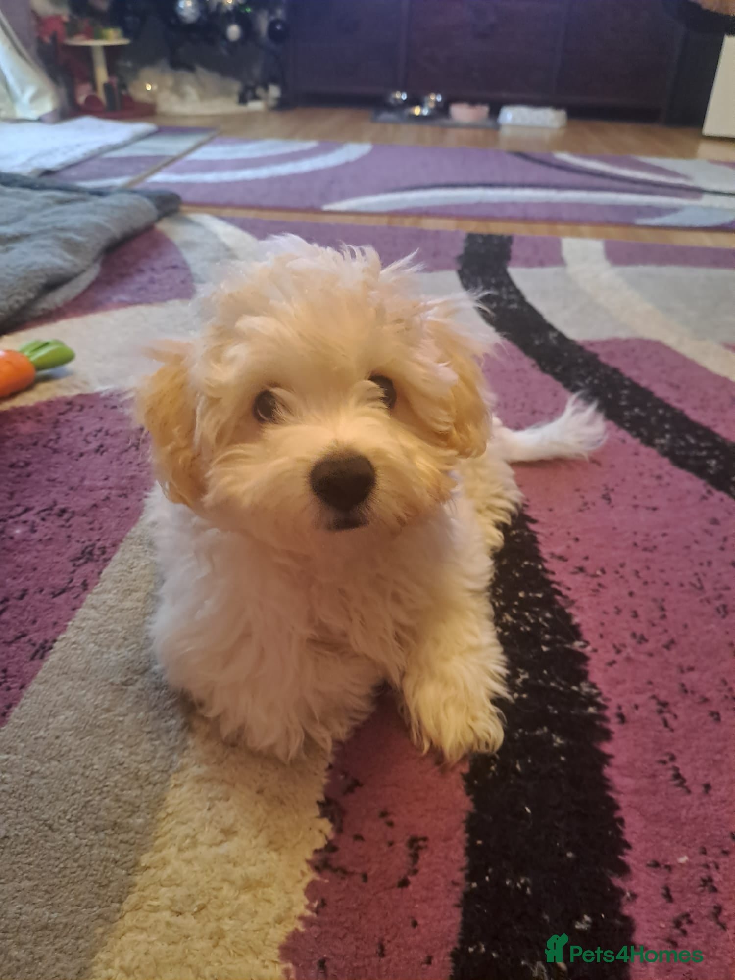 Bichon Frise dogs Bichon Boy NOROCEL - Advert 3