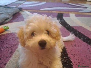 Bichon Frise dogs Bichon Boy NOROCEL - Advert 6