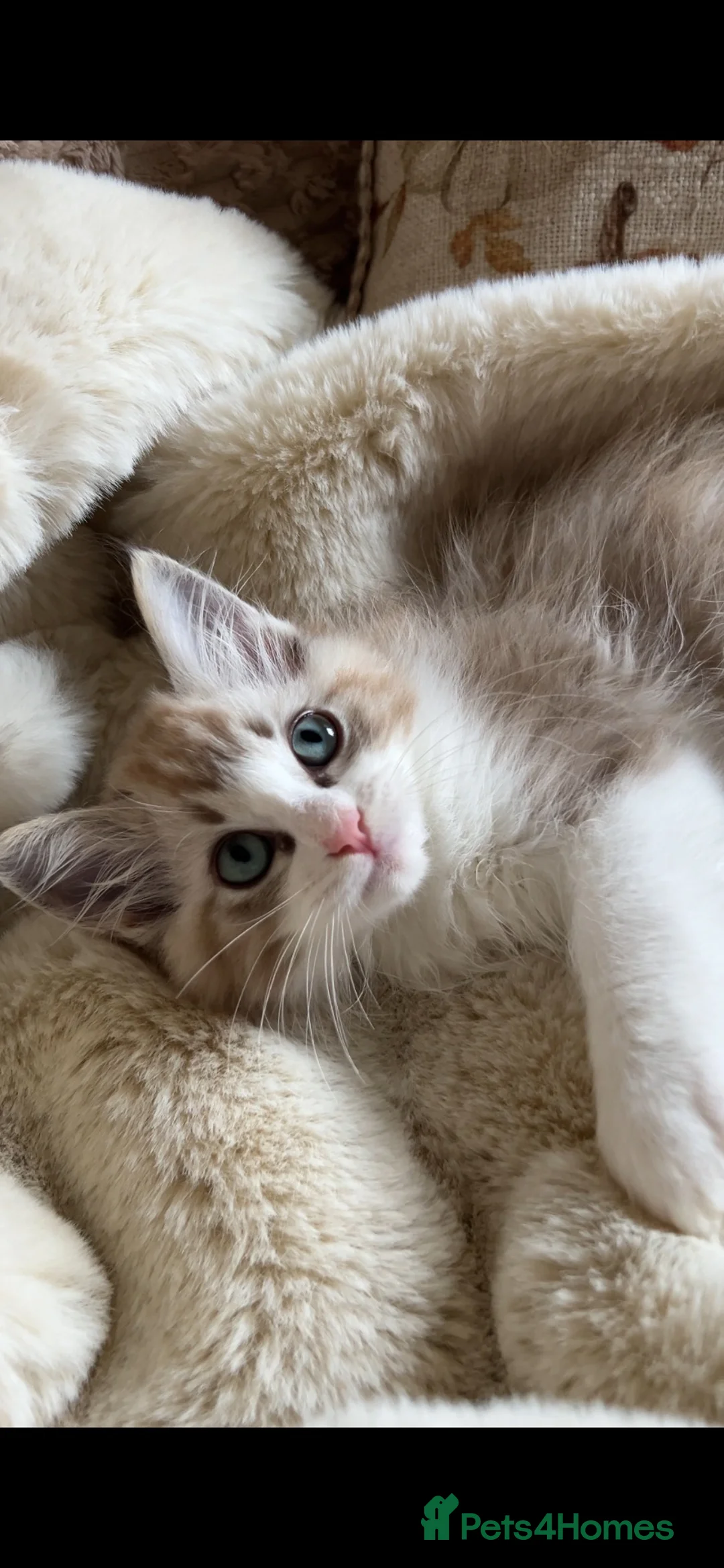 Ragdoll cats for sale: Mink Sepia Ragdolls Cherubim Bicolour Tabby Lynx - Advert 2